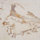 A limestone slab containing the fossilized skull of an extinct, amphibious whale.